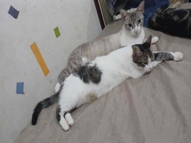Gato desaparecido na regi&atilde;o Central de Campo Grande MS