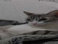 Gato desaparecido na região Central de Campo Grande MS