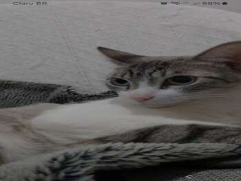 Gato desaparecido na regi&atilde;o Central de Campo Grande MS