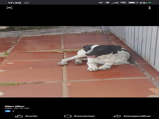 Pet perdido