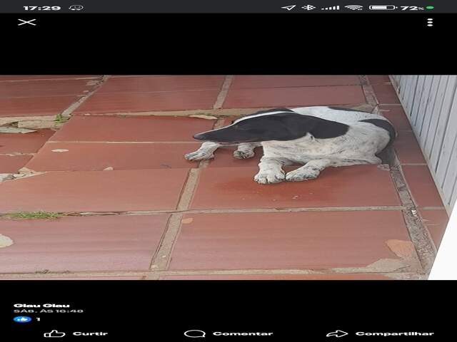 Pet perdido