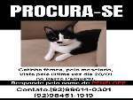Gata desaparecida