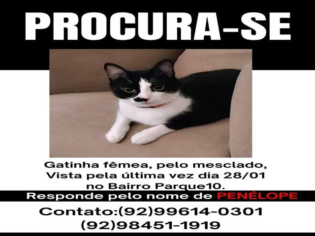 Gata desaparecida