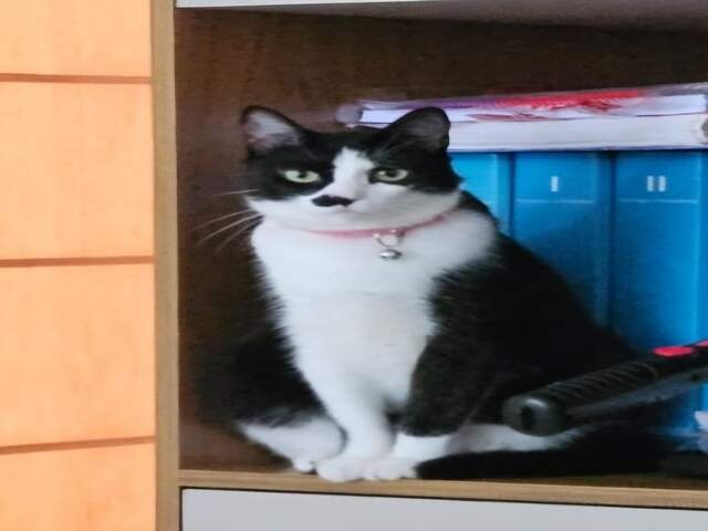 Gata desaparecida