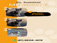 DOA-SE GATINHA