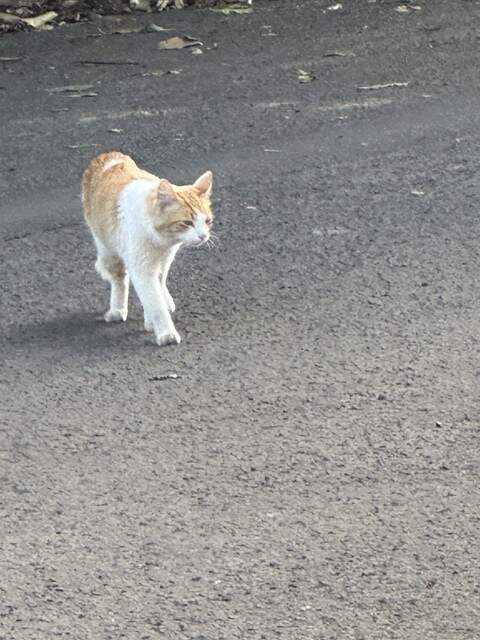 Um lar para uma gatinha linda e docil!