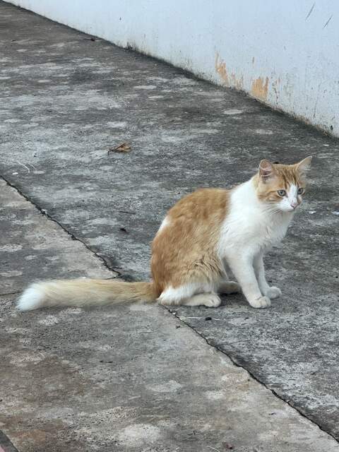 Um lar para uma gatinha linda e docil!
