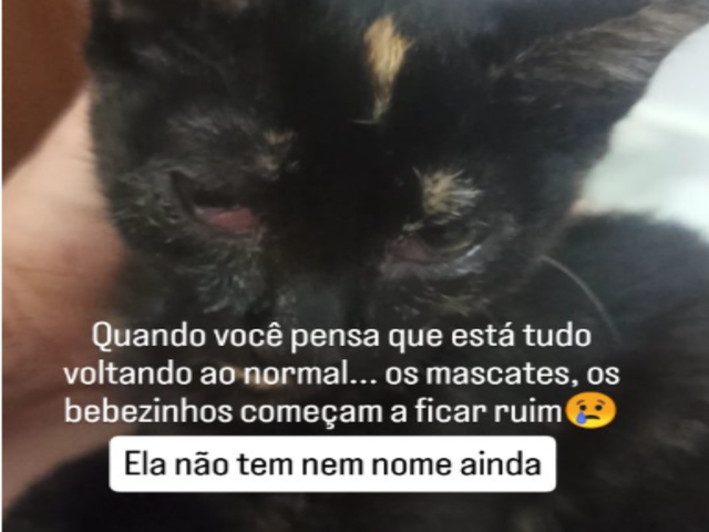 AJUDA URGENTE - MEDICAMENTO E RA&Ccedil;&Atilde;O PARA FILHOTE
