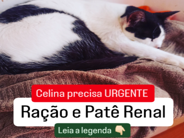 AJUDA URGENTE - MEDICAMENTO E RA&Ccedil;&Atilde;O PARA FILHOTE
