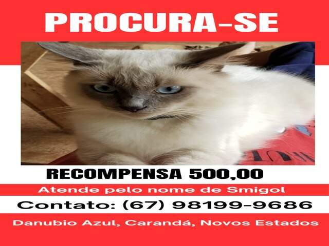 Procura-Se Smigol