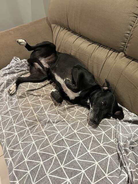 Cachorra Desaparecida na Coophamat 
