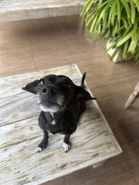 Cachorra Desaparecida na Coophamat 