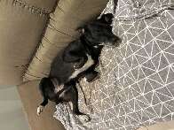 Cachorra Desaparecida na Coophamat 