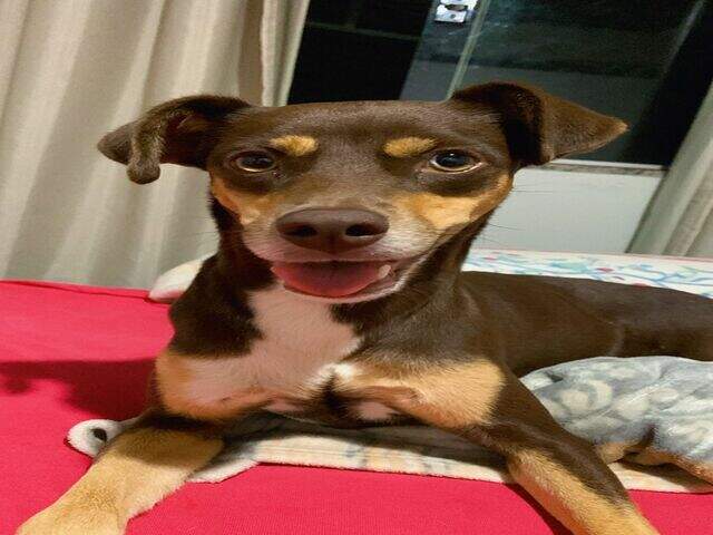 Viu a Cacau? Cachorrinha desaparecida na regi&atilde;o do Leblon/Coophamat