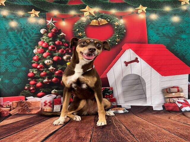 Viu a Cacau? Cachorrinha desaparecida na regi&atilde;o do Leblon/Coophamat