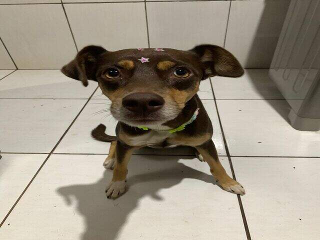 Viu a Cacau? Cachorrinha desaparecida na regi&atilde;o do Leblon/Coophamat