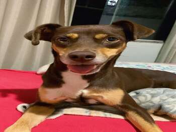 Viu a Cacau? Cachorrinha desaparecida na regi&atilde;o do Leblon/Coophamat