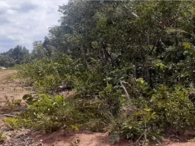 vendo 1 hectare no atl&acirc;ntico 