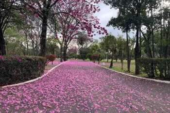Vendo Jazigo Perp&eacute;tuo - Cemit&eacute;rio Parque das Primaveras (Campo Grande/MS)