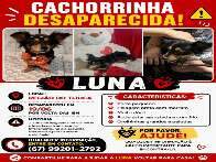 Cachorro Desaparecido