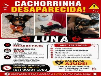 Cachorro Desaparecido