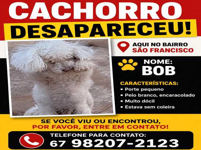 CACHORRO DESAPARECIDO S&Atilde;O FRANCISCO 