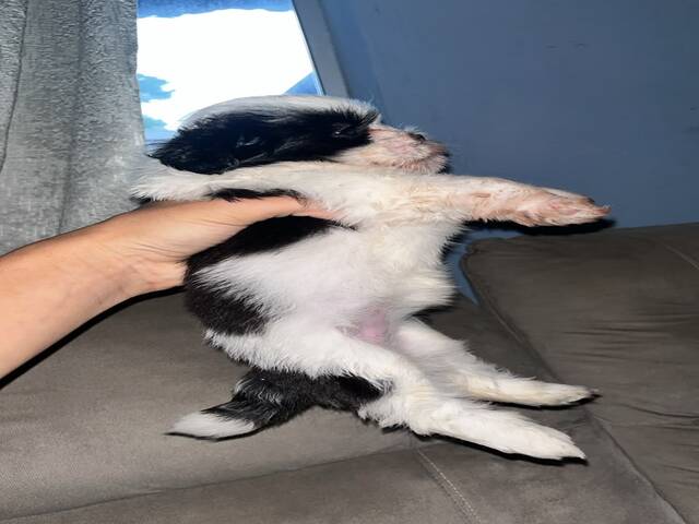 Vendo filhote de shitzu
