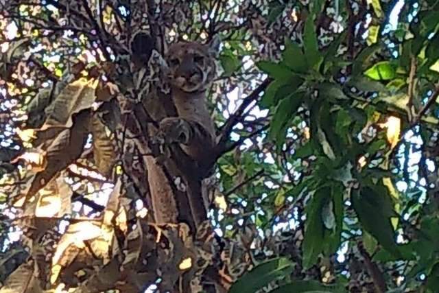 Onça é vista no centro de Anaurilândia