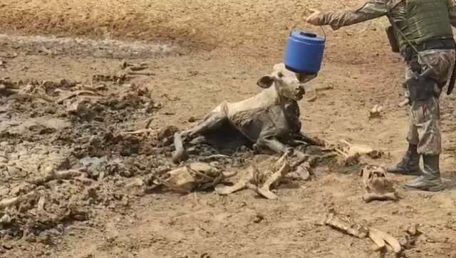 PMA encontra mais bois mortos e outros agonizando em fazenda