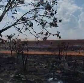 Destruição de lavoura após incêndio na BR-060