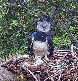 Filhote de harpia nasce no Pantanal e marca registro raro da ave no bioma