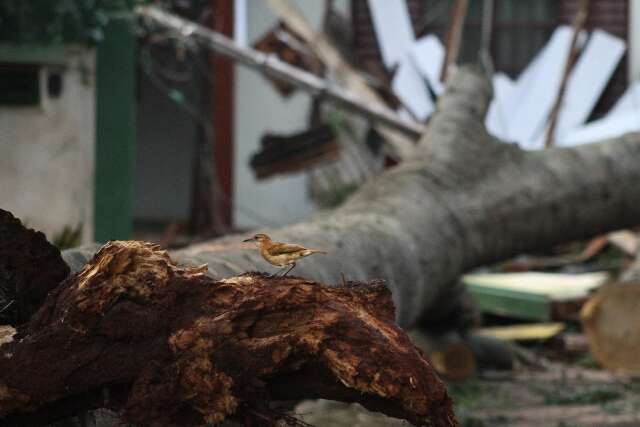Árvore caída no Bairro São Francisco
