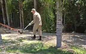 Jiboia é capturada em área verde de condomínio em Três Lagoas