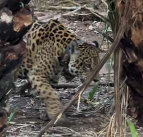 Mancando, Surya é flagrada com filhote no Pantanal
