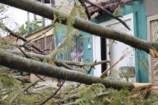 Árvore de 12 metros deixou professora presa dentro de casa (Foto: Cleber Gellio)