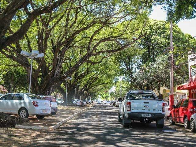 Sem manuten&ccedil;&atilde;o permanente, &aacute;rvores centen&aacute;rias est&atilde;o amea&ccedil;adas