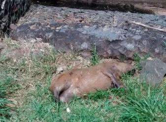 Capivara atropelada est&aacute; h&aacute; pelo menos quatro dias  na Via Parque