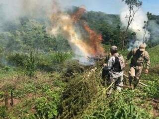 Pol&iacute;cia paraguaia incinera acampamentos e mais de 36 toneladas de maconha 