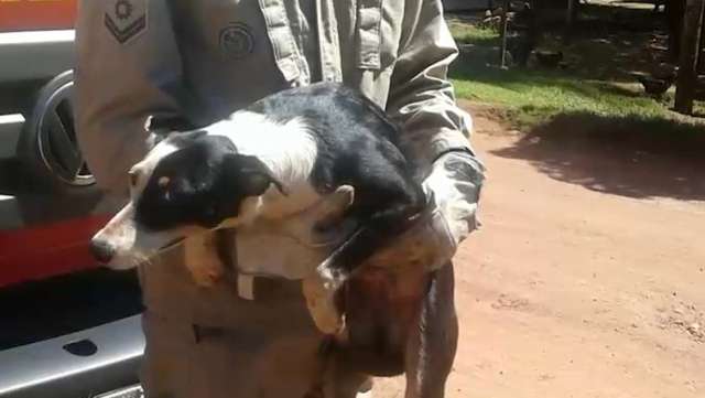 Cachorro &eacute; resgatado ap&oacute;s cair em po&ccedil;o com sete metros de profundidade
