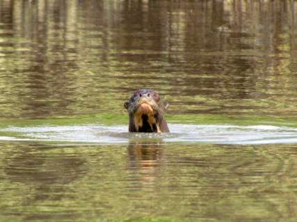 Instituto pesquisa população de ariranhas na região do Pantanal
