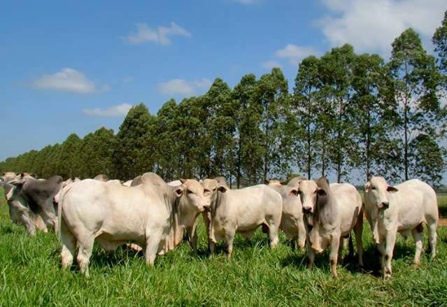 Programa re&uacute;ne agricultores para orientar sobre baixa emiss&atilde;o de carbono