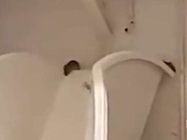 V&iacute;deos de ratos no supermercado e roubo com morte lideram visualiza&ccedil;&otilde;es