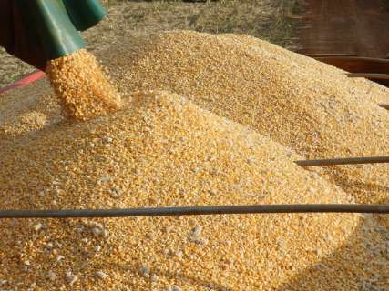 Consultor diz que exportações podem elevar preço do milho em 19% 