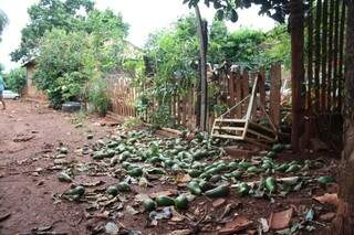 Abacates esparramos no quintal da casa de Everton (Foto: Marcos Ermínio)