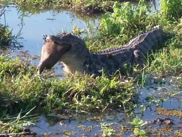 Com 12 jacar&eacute;s em lagoa de MS, secretaria alerta sobre perigo de ataques   
