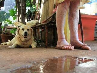 Cãozinho, maior companheiro de dona Adair. (Foto: Marina Pacheco)