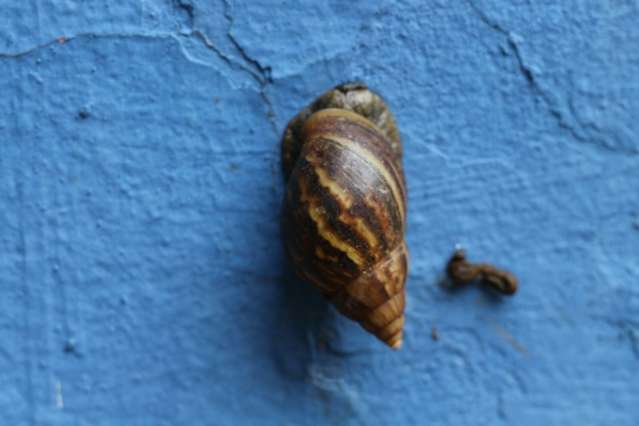 Com chuvarada, caramujo vira &ldquo;praga&rdquo; e ajuda a aumentar surto de dengue