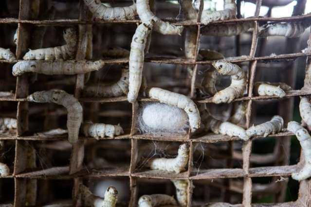 Bicho da seda garante renda para fam&iacute;lias do 8&ordm; maior produtor do pa&iacute;s