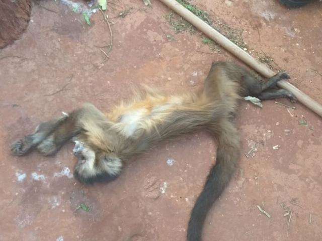 Veneno clandestino usado contra ratos matou macacos-prego 