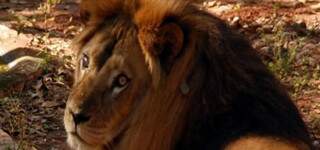Leão está a um rugido de deixar zoológico desativado e morar em uma jaula de mil metros quadrados.
(Foto: Ivinotícias)